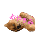 デカポメぽん太①（個別スタンプ：2）