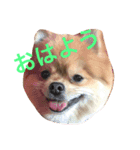 デカポメぽん太①（個別スタンプ：3）