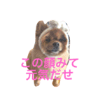 デカポメぽん太①（個別スタンプ：5）