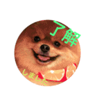 デカポメぽん太①（個別スタンプ：7）