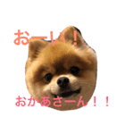 デカポメぽん太①（個別スタンプ：9）