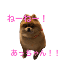 デカポメぽん太①（個別スタンプ：10）