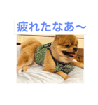 デカポメぽん太①（個別スタンプ：12）