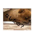 デカポメぽん太①（個別スタンプ：13）