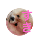 デカポメぽん太①（個別スタンプ：15）