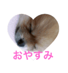 デカポメぽん太2（個別スタンプ：1）