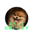 デカポメぽん太2（個別スタンプ：2）