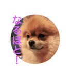 デカポメぽん太2（個別スタンプ：4）