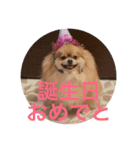 デカポメぽん太2（個別スタンプ：5）