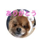 デカポメぽん太2（個別スタンプ：6）