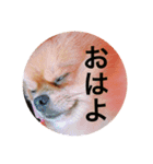 デカポメぽん太2（個別スタンプ：8）