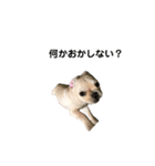 フレンチpepe（個別スタンプ：2）