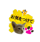 こねこ☆すたんぷ 9（個別スタンプ：5）