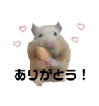 ハムスターのティム＆メルと犬のティガ（個別スタンプ：2）