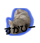 ハムスターのティム＆メルと犬のティガ（個別スタンプ：6）