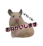 ハムスターのティム＆メルと犬のティガ（個別スタンプ：7）