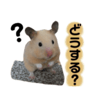 ハムスターのティム＆メルと犬のティガ（個別スタンプ：9）