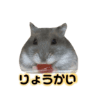 ハムスターのティム＆メルと犬のティガ（個別スタンプ：15）