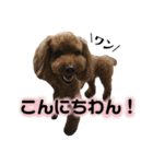 ハムスターのティム＆メルと犬のティガ（個別スタンプ：16）