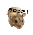 ハムスターのティム＆メルと犬のティガ（個別スタンプ：17）