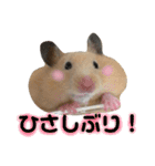 ハムスターのティム＆メルと犬のティガ（個別スタンプ：20）