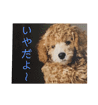 いろいろなシュシュ（個別スタンプ：2）