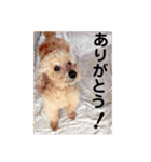 いろいろなシュシュ（個別スタンプ：5）