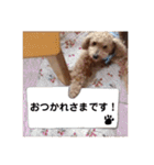 いろいろなシュシュ（個別スタンプ：16）