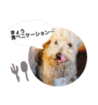 いろいろなシュシュ（個別スタンプ：17）