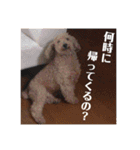 いろいろなシュシュ（個別スタンプ：18）
