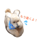 いろいろなシュシュ（個別スタンプ：19）