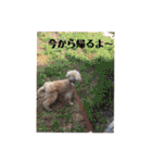 いろいろなシュシュ（個別スタンプ：20）