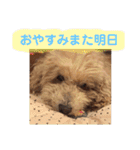 いろいろなシュシュ（個別スタンプ：21）