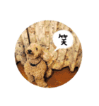 いろいろなシュシュ（個別スタンプ：25）