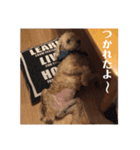 いろいろなシュシュ（個別スタンプ：28）