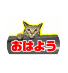 鯖トラ猫みかんのスタンプ（個別スタンプ：1）