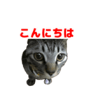 鯖トラ猫みかんのスタンプ（個別スタンプ：2）