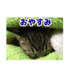 鯖トラ猫みかんのスタンプ（個別スタンプ：4）