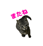 鯖トラ猫みかんのスタンプ（個別スタンプ：5）