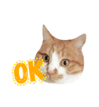 猫のいなり（個別スタンプ：3）