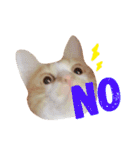猫のいなり（個別スタンプ：4）