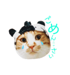 猫のいなり（個別スタンプ：6）