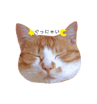 猫のいなり（個別スタンプ：8）