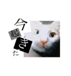 猫のいなり（個別スタンプ：9）