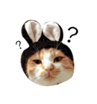 猫のいなり（個別スタンプ：10）