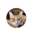 猫のいなり（個別スタンプ：11）