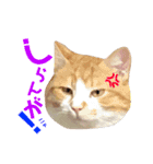 猫のいなり（個別スタンプ：12）