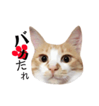猫のいなり（個別スタンプ：13）