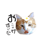 猫のいなり（個別スタンプ：15）
