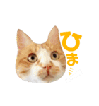 猫のいなり（個別スタンプ：16）